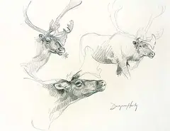 Dwayne Harty, Untitled - Caribou Study, graphite on paper