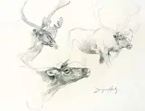 Dwayne Harty, Untitled - Caribou Study, graphite on paper