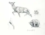 Dwayne Harty, Untitled - Bear and Deer Study, graphite on paper