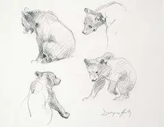 Dwayne Harty, Untitled - Bear Study, graphite on paper