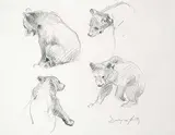Dwayne Harty, Untitled - Bear Study, graphite on paper
