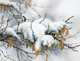 Wee Lee, Four Seasons [Winter Black-Capped Chickadee], acrylic on silk