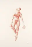Manish Om Prakash, Orpheus Study 1, 1997, coloured pencil on paper