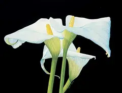 Rose Zivot, Untitled - White Lily Family, coloured pencil and pastel on paper