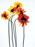 Adam Fuss, Untitled #5813