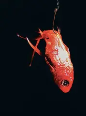 Jason Bartziokas, Untitled - Fish #1, 2006, acrylic on metal