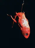 Jason Bartziokas, Untitled - Fish #1, 2006, acrylic on metal