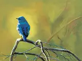 Andrew Kiss, Blue Bird