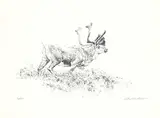 Robert Bateman, Woodland Caribou #72/290