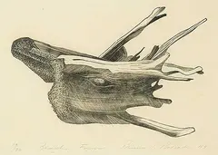 Bruno Bobak, Beach Form #19/20, 1949, wood engraving on paper