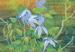 Annora Brown, Untitled - Blue Clematis, watercolour on paper