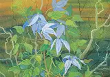Annora Brown, Untitled - Blue Clematis