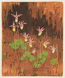 Annora Brown, Calypso #6/8, colour silkscreen on paper