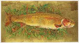 Jack Lee Cowin, Untitled - Fish on Gold Background, 2006, hand coloured etching on paper