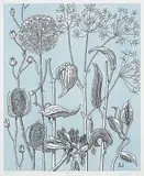 James McLaren Nicoll, Seed Pods #28/50, 1979, colour etching on paper