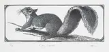 Colin See Paynton, Grey Squirrel #85/100, wood block on paper