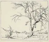 Margaret Shelton, The Big Tree, 1945, ink and graphite on paper