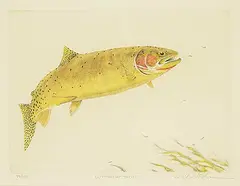 Mike Stidham, Cutthroat Trout #98/150, colour etching on paper