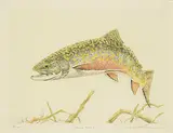 Mike Stidham, Brook Trout #98/150, colour etching on paper