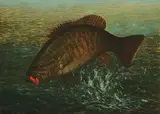 Richard La Barre Goodwin, Untitled - Big Bass, oil on canvas