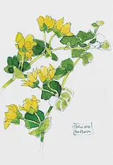 Bruno Bobak, Untitled - Flora Study #8, watercolour on paper
