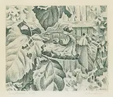Ernest Friedrich Lindner, Sunflowers #5/9, 1958, etching on paper