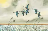 Robert Percival DePutron Taylor, Untitled - Six Pintails Taking Flight, mixed media on paper