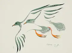 Edward Cobiness, Black Tern, 1978, watercolour on paper