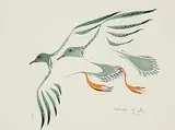 Edward Cobiness, Black Tern, 1978, watercolour on paper