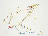 Edward Cobiness, Untitled - American Bittern, 1982, watercolour on paper