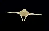 Josephee Kakee, Untitled - Owl Riding on the Wind, bone carving
