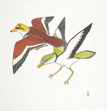 Kananginak Pootoogook, Coastal Birds #33/50
