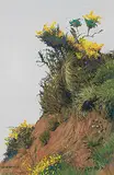 Carl Codger, Broom Near Dallas, pastel on paper