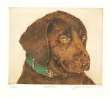 Jack Lee Cowin, Labrador #23/40, 1997, colour etching on paper