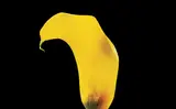Prophet #9/10 by Lynn Huntley-Wyczolkowski, colour cibachrome on paper, sold Dec 2018