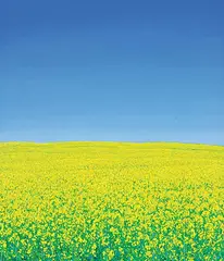 Sylvain Voyer, Untitled - Canola, acrylic on canvas