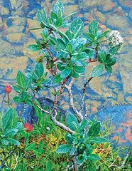 Dulcie Foo Fat, Untitled - Silver Willow with Asters, 2009, oil on canvas