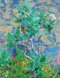 Dulcie Foo Fat, Untitled - Silver Willow with Asters, 2009, oil on canvas
