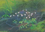 Annora Brown, Twinflower, Linnaea Borealis, Pepper