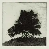 Stephen Hutchings, Bush [4-22] #A/P, etching on paper