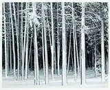 Craig Richards, Winter, Lodgepoll Pine, Banff National Park, 1989, black and white photograph on paper