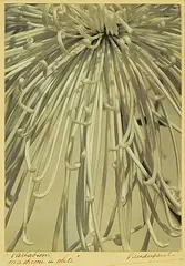 John A. Vanderpant, Variations on a Theme in White, black and white photograph on paper