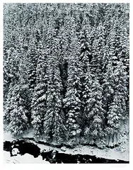 Tom Willock, Forest in Winter, Buchanan Ridge #17/110, black and white photograph on paper