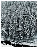 Tom Willock, Forest in Winter, Buchanan Ridge #17/110, black and white photograph on paper