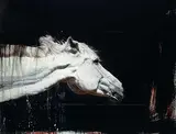 Andre Petterson, Hie, mixed media on wood panel