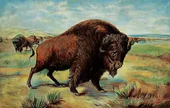 George - After Catlin, Untitled - Monarch of the Prairies, oil on canvas