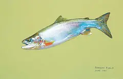 Robert Field, Untitled - Fish with Green Background, 2001, pastel on paper