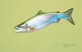 Robert Field, Untitled - Fish with Green Background, 2001, pastel on paper