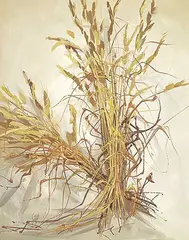 Harold Lloyd Lyon, Golden Grass, 1967, oil on canvas