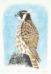 Aoudla Pudlat, Falcon #20/50, 1986, colour lithograph on paper